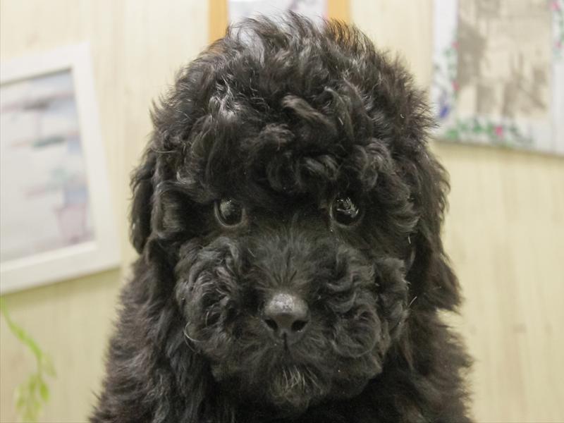 愛知県のトイプードル(トイ) (ワンラブイオンモール常滑店/2025年11月8日生まれ/男の子/ブラック)の子犬の1枚目の画像