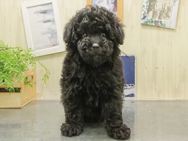 愛知県のトイプードル(トイ) (ワンラブイオンモール常滑店/2025年11月8日生まれ/男の子/ブラック)の子犬の3枚目の画像