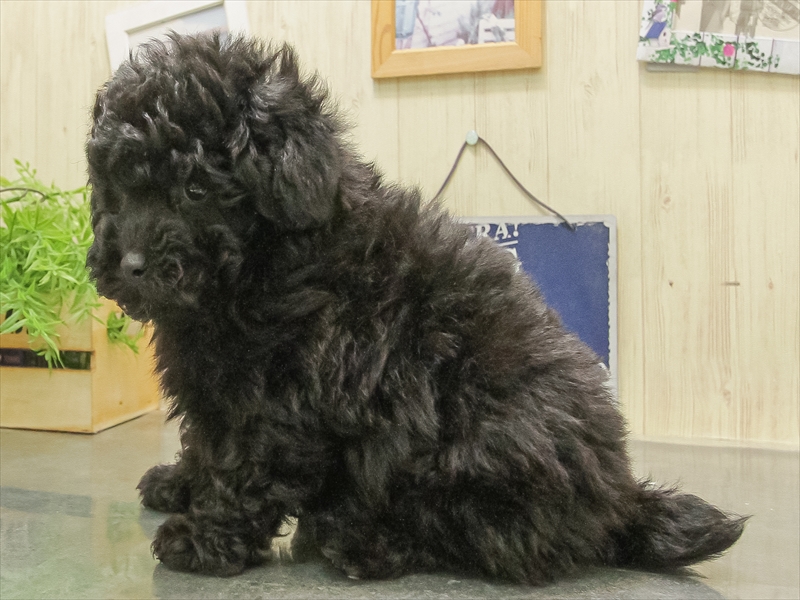 愛知県のトイプードル(トイ) (ワンラブイオンモール常滑店/2025年11月8日生まれ/男の子/ブラック)の子犬の2枚目の画像