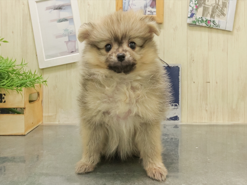 鹿児島県のポメラニアン (ワンラブニシムタ N'sCITY谷山店/2025年11月8日生まれ/女の子/ウルフセーブル)の子犬の3枚目の画像