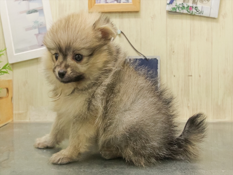 鹿児島県のポメラニアン (ワンラブニシムタ N'sCITY谷山店/2025年11月8日生まれ/女の子/ウルフセーブル)の子犬の2枚目の画像