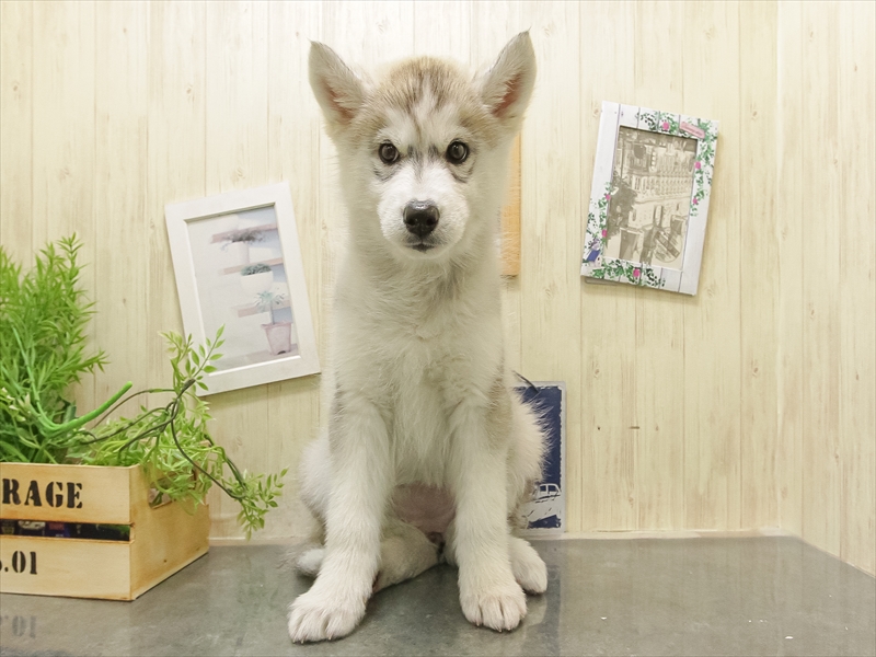 岐阜県のシベリアンハスキー (ワンラブホームセンターバロー可児坂戸店(FC)/2025年11月1日生まれ/女の子/シルバーホワイト)の子犬の3枚目の画像