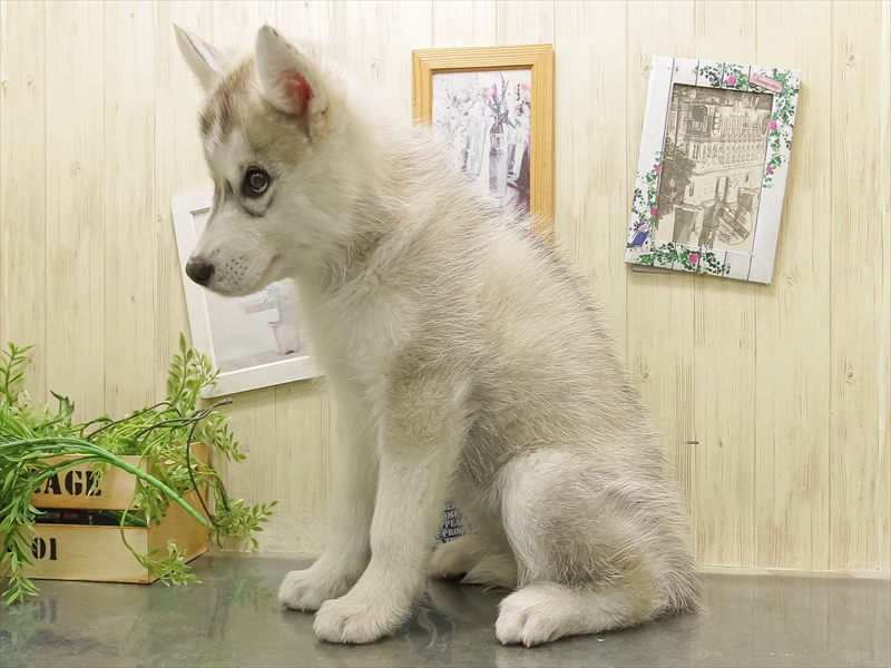 岐阜県のシベリアンハスキー (ワンラブホームセンターバロー可児坂戸店(FC)/2025年11月1日生まれ/女の子/シルバーホワイト)の子犬の2枚目の画像