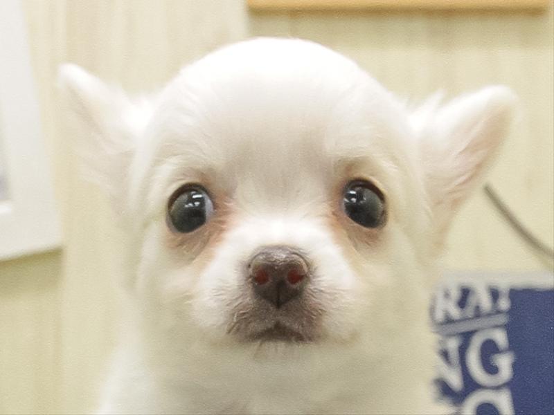 三重県のチワワ(ロング) (ワンラブホームセンターバロー松阪店/2025年11月8日生まれ/男の子/クリームホワイト)の子犬の1枚目の画像