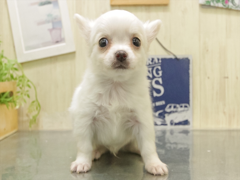三重県のチワワ(ロング) (ワンラブホームセンターバロー松阪店/2025年11月8日生まれ/男の子/クリームホワイト)の子犬の3枚目の画像