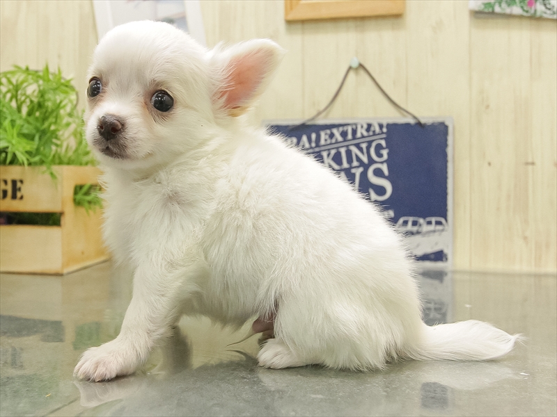 三重県のチワワ(ロング) (ワンラブホームセンターバロー松阪店/2025年11月8日生まれ/男の子/クリームホワイト)の子犬の2枚目の画像