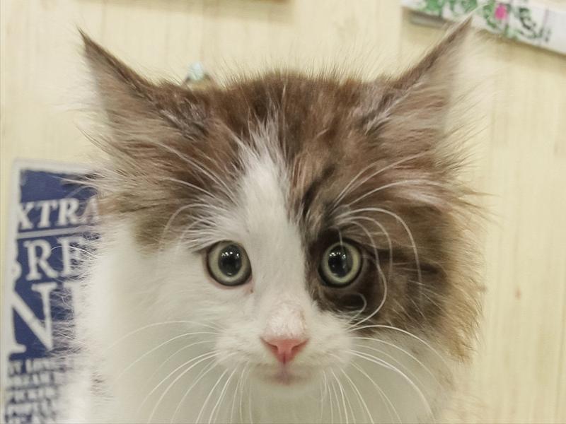 愛知県のマンチカン (ワンラブ名古屋守山インター総本店/2025年11月8日生まれ/男の子/シルバータビーホワイト)の子猫の1枚目の画像