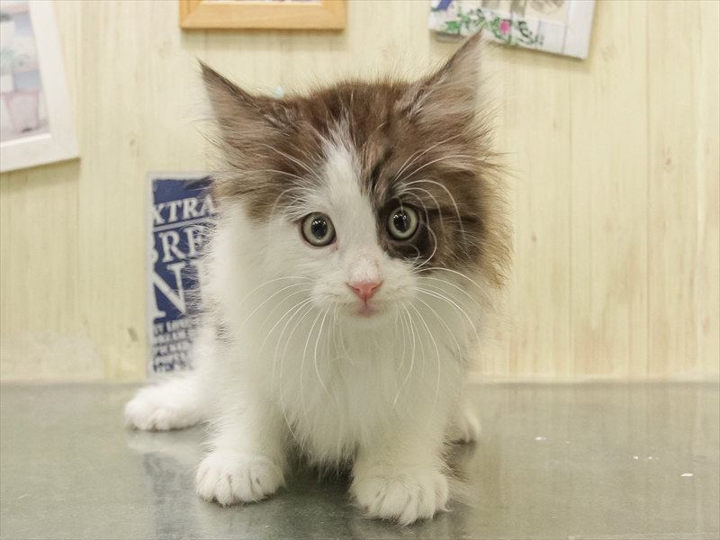 愛知県のマンチカン (ワンラブ名古屋守山インター総本店/2025年11月8日生まれ/男の子/シルバータビーホワイト)の子猫の3枚目の画像