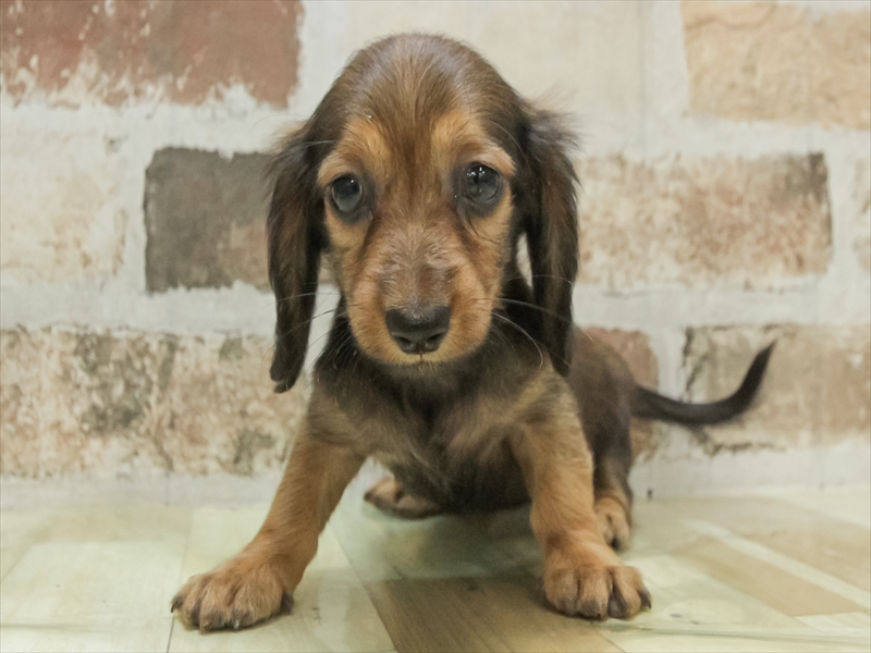 三重県のミニチュアダックスフンド(ロング) (ワンラブイオンタウン桑名新西方店/2025年11月5日生まれ/女の子/シェーデットレッド)の子犬の3枚目の画像