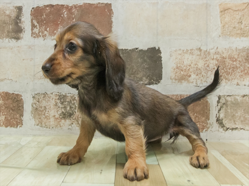 三重県のミニチュアダックスフンド(ロング) (ワンラブイオンタウン桑名新西方店/2025年11月5日生まれ/女の子/シェーデットレッド)の子犬の2枚目の画像