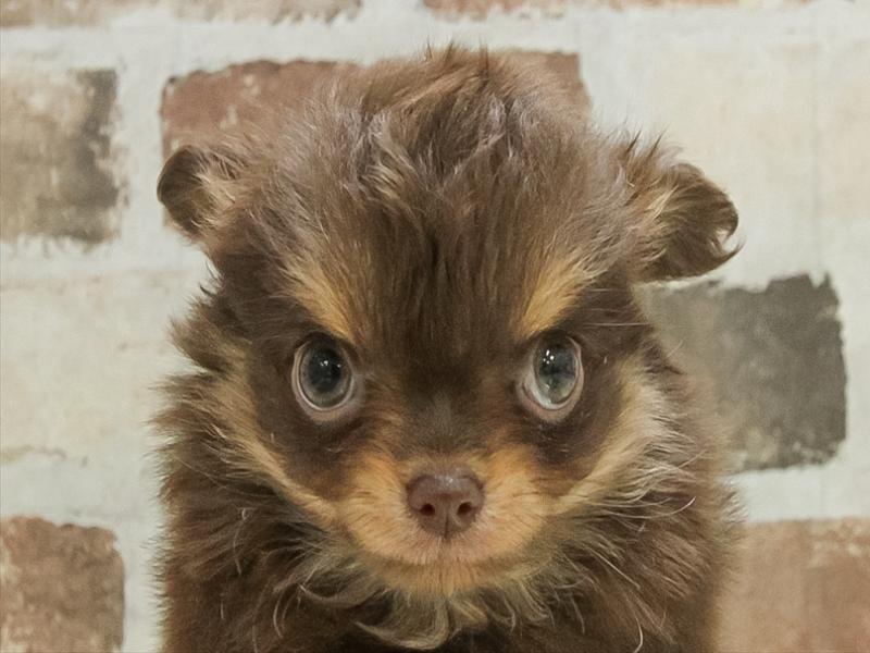 愛知県のチワワ(ロング) (ワンラブ名古屋守山インター総本店/2025年11月8日生まれ/男の子/チョコレートタン)の子犬の1枚目の画像