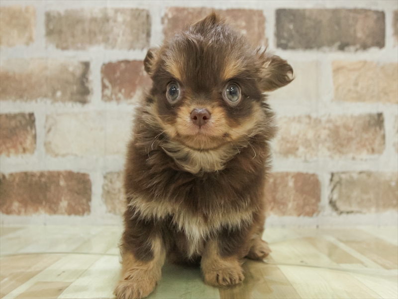愛知県のチワワ(ロング) (ワンラブ名古屋守山インター総本店/2025年11月8日生まれ/男の子/チョコレートタン)の子犬の3枚目の画像