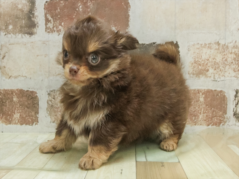 愛知県のチワワ(ロング) (ワンラブ名古屋守山インター総本店/2025年11月8日生まれ/男の子/チョコレートタン)の子犬の2枚目の画像