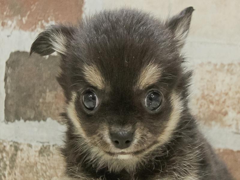 宮城県のチワワ(ロング) (ワンラブカインズ仙台港店/2025年11月8日生まれ/男の子/ブラッククリーム)の子犬の1枚目の画像