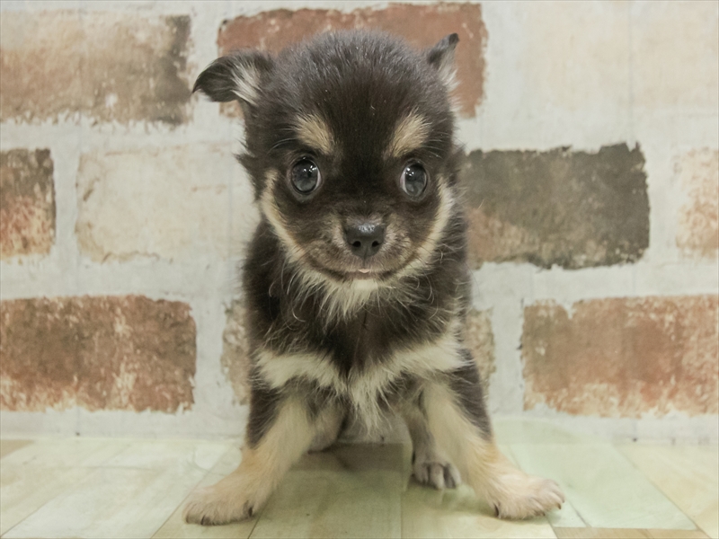 宮城県のチワワ(ロング) (ワンラブカインズ仙台港店/2025年11月8日生まれ/男の子/ブラッククリーム)の子犬の3枚目の画像