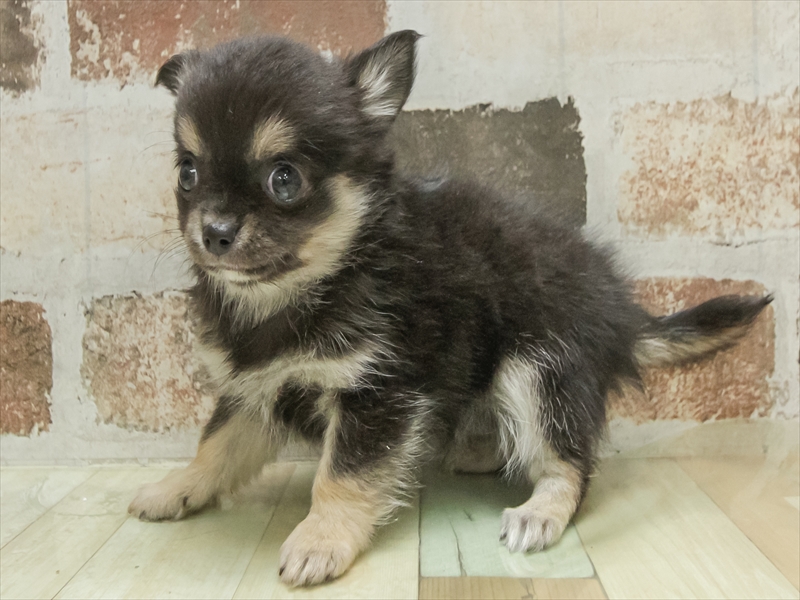 宮城県のチワワ(ロング) (ワンラブカインズ仙台港店/2025年11月8日生まれ/男の子/ブラッククリーム)の子犬の2枚目の画像