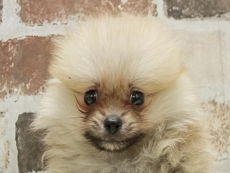 宮城県のポメラニアン (ワンラブカインズ仙台港店/2025年11月8日生まれ/男の子/オレンジセーブル)の子犬の1枚目の画像