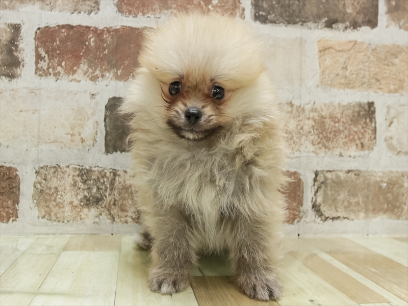 宮城県のポメラニアン (ワンラブカインズ仙台港店/2025年11月8日生まれ/男の子/オレンジセーブル)の子犬の3枚目の画像