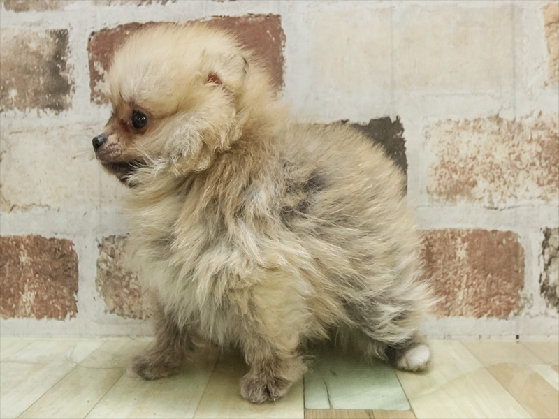 宮城県のポメラニアン (ワンラブカインズ仙台港店/2025年11月8日生まれ/男の子/オレンジセーブル)の子犬の2枚目の画像