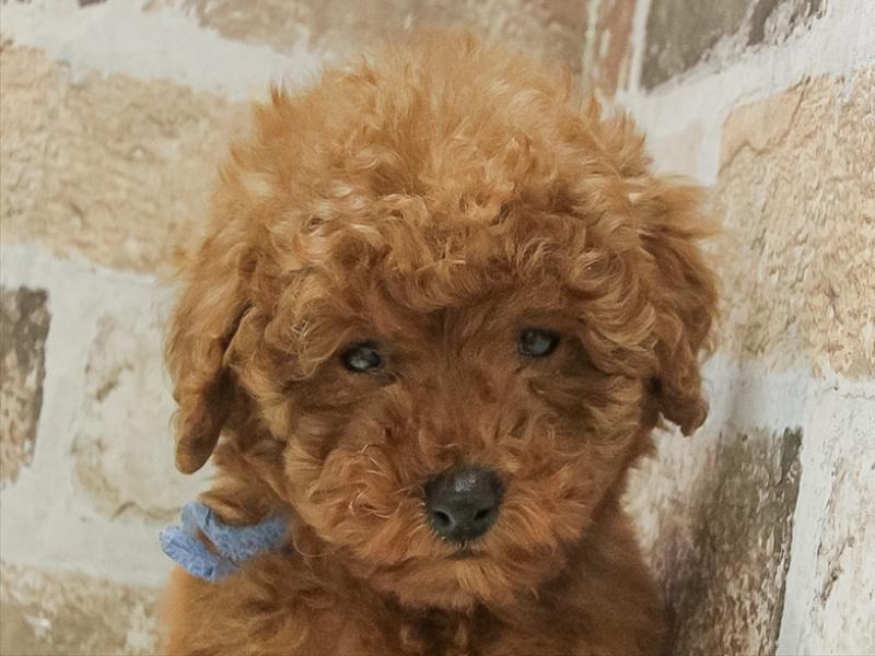 滋賀県のトイプードル(トイ) (ワンラブピエリ守山店/2025年11月3日生まれ/男の子/レッド)の子犬の1枚目の画像