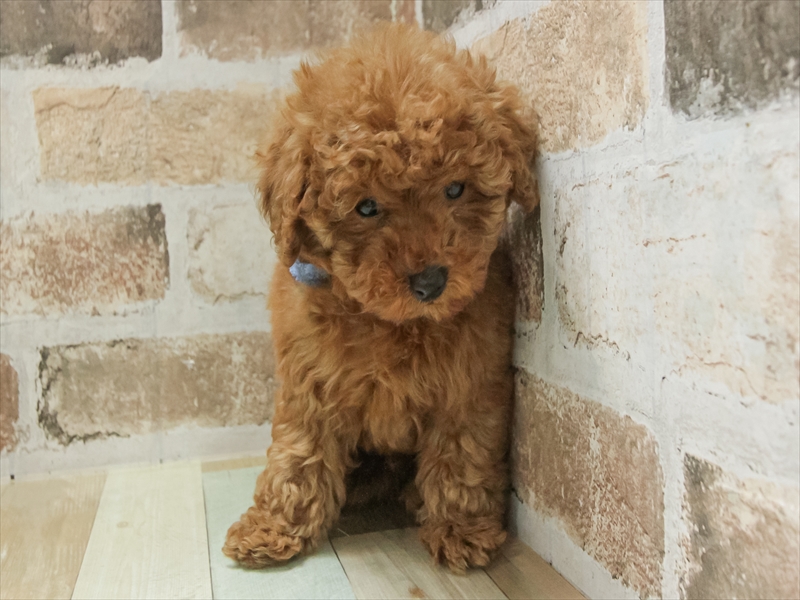 滋賀県のトイプードル(トイ) (ワンラブピエリ守山店/2025年11月3日生まれ/男の子/レッド)の子犬の3枚目の画像