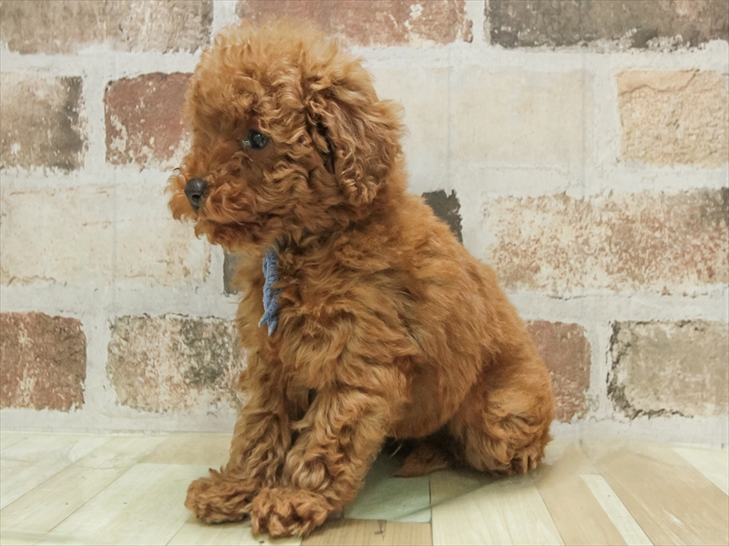 滋賀県のトイプードル(トイ) (ワンラブピエリ守山店/2025年11月3日生まれ/男の子/レッド)の子犬の2枚目の画像