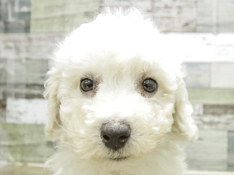 静岡県のビションフリーゼ (ワンラブららぽーと沼津店/2025年11月8日生まれ/男の子/ホワイト)の子犬の1枚目の画像