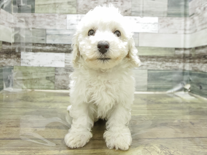 静岡県のビションフリーゼ (ワンラブららぽーと沼津店/2025年11月8日生まれ/男の子/ホワイト)の子犬の3枚目の画像