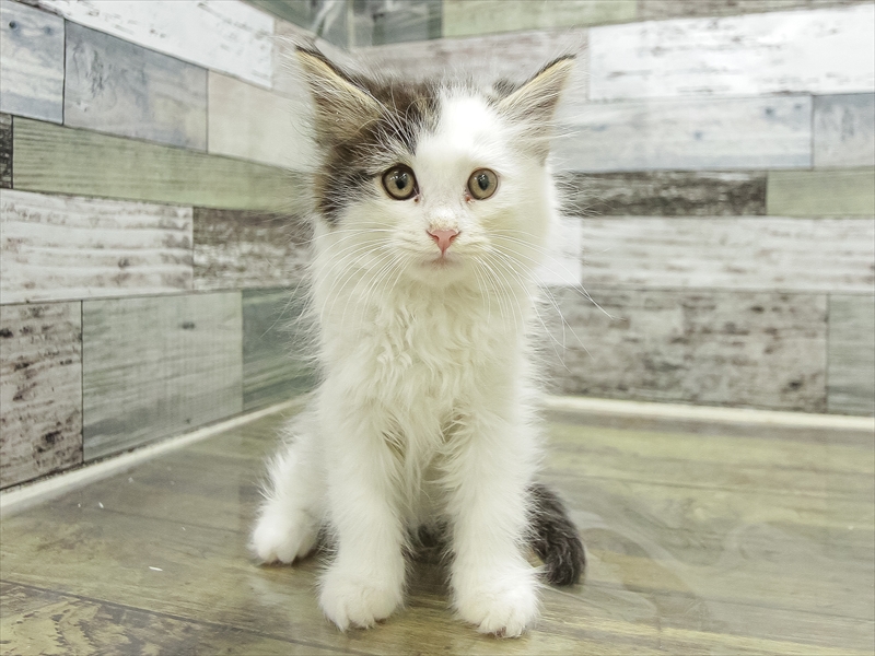 鹿児島県のノルウェージャンフォレストキャット (ワンラブニシムタ N'sCITY谷山店/2025年11月9日生まれ/男の子/ブラウンタビーホワイト)の子猫の3枚目の画像