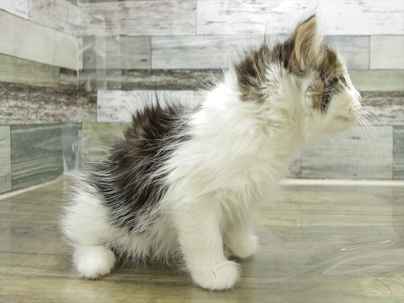 鹿児島県のノルウェージャンフォレストキャット (ワンラブニシムタ N'sCITY谷山店/2025年11月9日生まれ/男の子/ブラウンタビーホワイト)の子猫の2枚目の画像