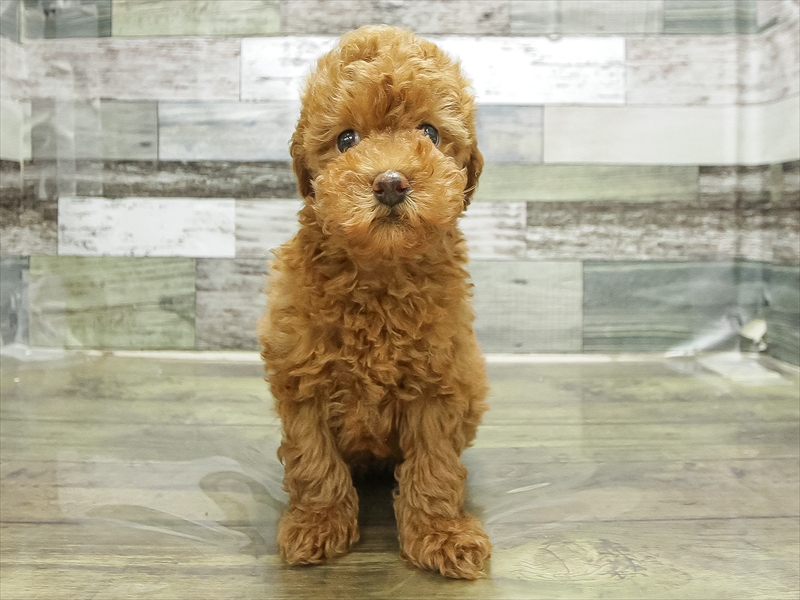 福岡県のトイプードル(トイ) (ワンラブ福岡総本店/2025年11月6日生まれ/男の子/レッド)の子犬の3枚目の画像