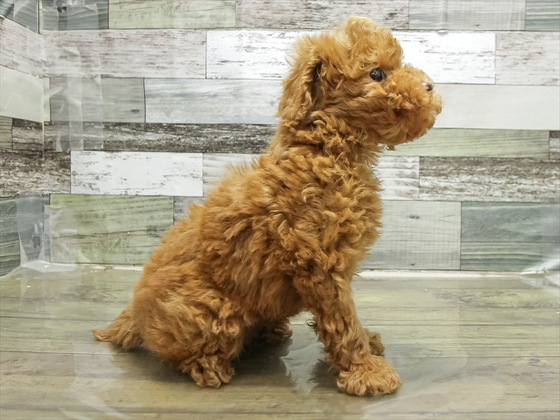 福岡県のトイプードル(トイ) (ワンラブ福岡総本店/2025年11月6日生まれ/男の子/レッド)の子犬の2枚目の画像