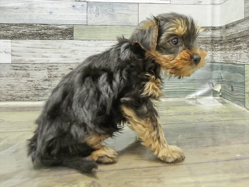 福岡県のヨークシャーテリア (ワンラブ福岡総本店/2025年11月8日生まれ/男の子/スチールブルータン)の子犬の2枚目の画像