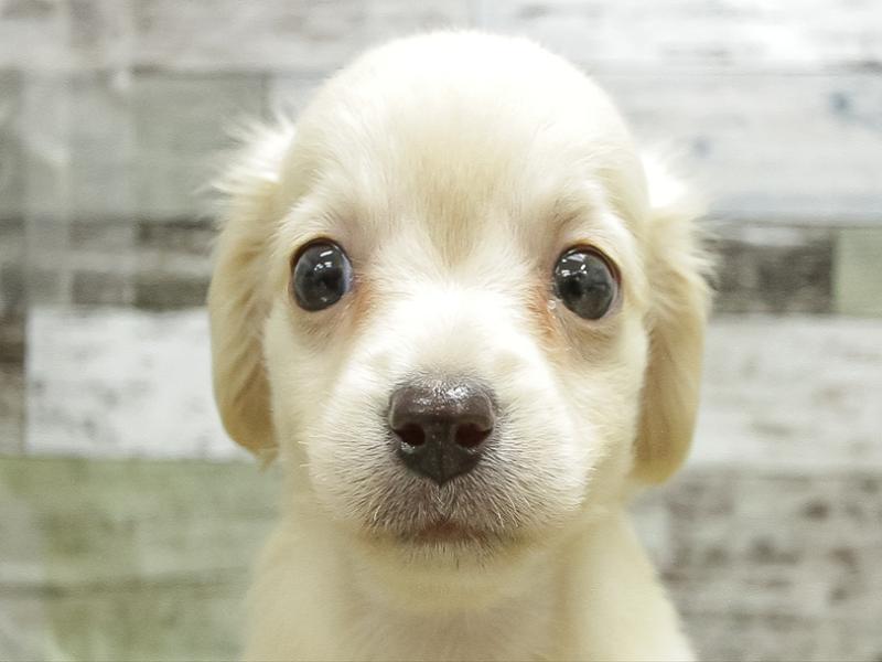 静岡県のチワックス(チワワ×ダックス) (ワンラブららぽーと沼津店/2025年11月8日生まれ/男の子/クリーム)の子犬の1枚目の画像