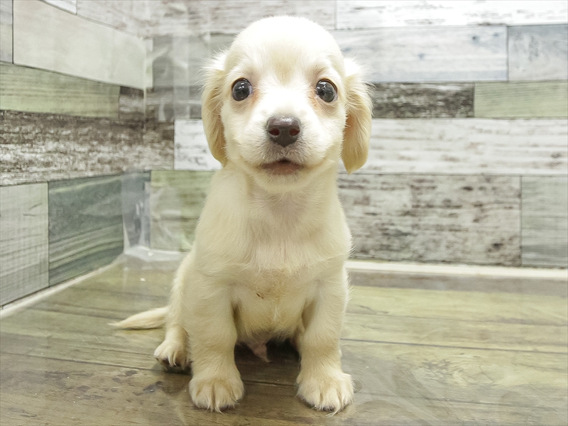 静岡県のチワックス(チワワ×ダックス) (ワンラブららぽーと沼津店/2025年11月8日生まれ/男の子/クリーム)の子犬の3枚目の画像