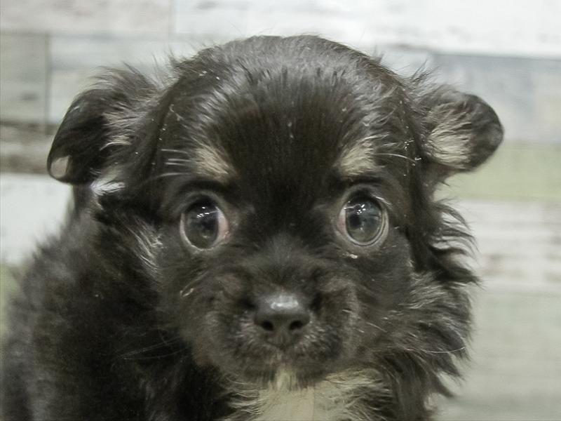 岐阜県のチワワ(ロング) (ワンラブモレラ岐阜店/2025年11月7日生まれ/女の子/ブラックタン)の子犬の1枚目の画像