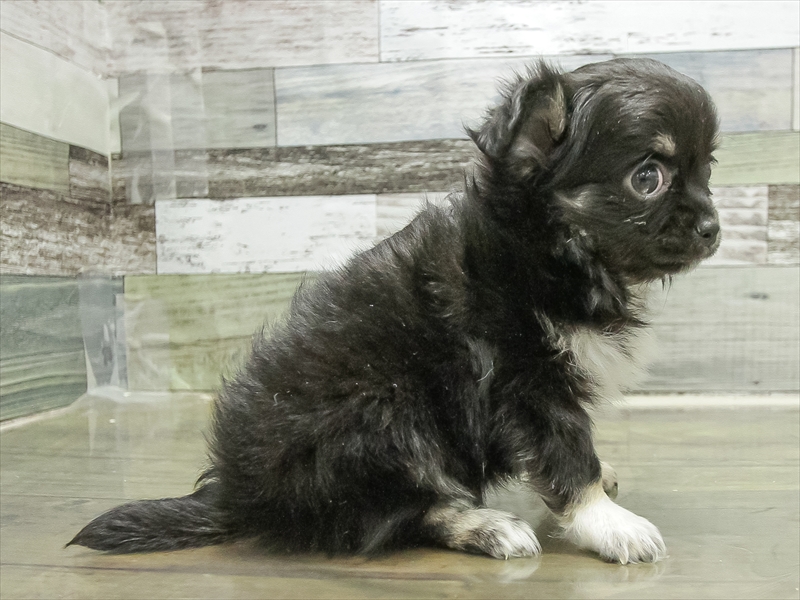 岐阜県のチワワ(ロング) (ワンラブモレラ岐阜店/2025年11月7日生まれ/女の子/ブラックタン)の子犬の2枚目の画像