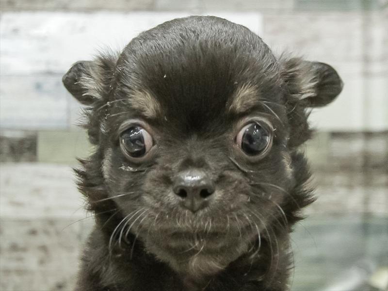 静岡県のチワワ(ロング) (ワンラブ浜松本店/2025年11月9日生まれ/男の子/ブラッククリーム)の子犬の1枚目の画像