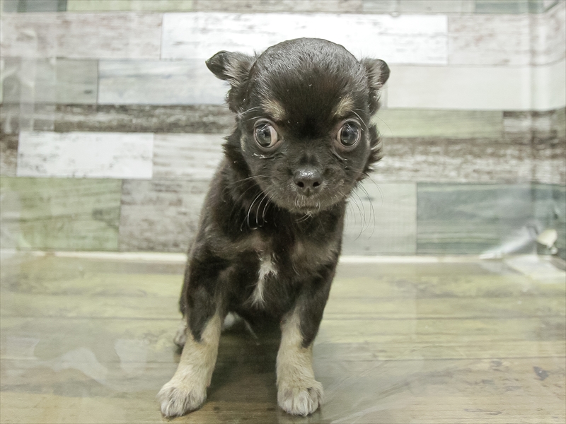 静岡県のチワワ(ロング) (ワンラブ浜松本店/2025年11月9日生まれ/男の子/ブラッククリーム)の子犬の3枚目の画像