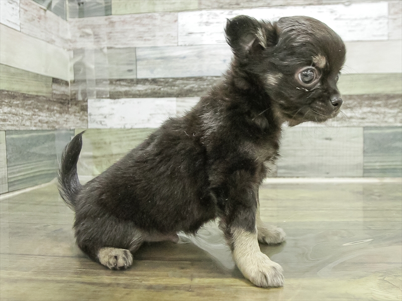 静岡県のチワワ(ロング) (ワンラブ浜松本店/2025年11月9日生まれ/男の子/ブラッククリーム)の子犬の2枚目の画像
