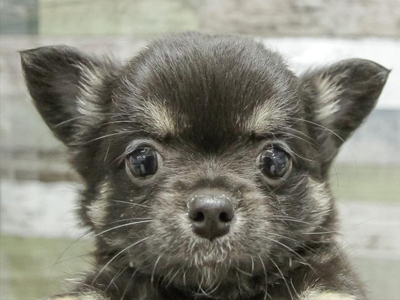 兵庫県のチワワ(ロング) (ワンラブブルメール舞多聞店/2025年11月9日生まれ/女の子/ブラッククリーム)の子犬の1枚目の画像