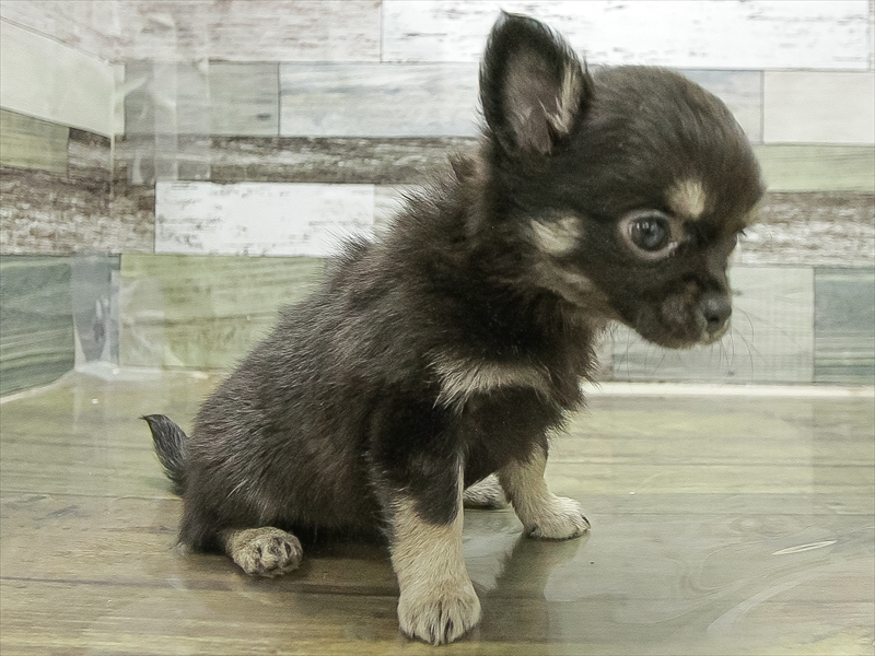 兵庫県のチワワ(ロング) (ワンラブブルメール舞多聞店/2025年11月9日生まれ/女の子/ブラッククリーム)の子犬の2枚目の画像