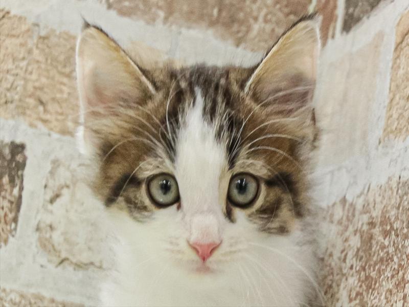 滋賀県のノルウェージャンフォレストキャット (ワンラブピエリ守山店/2025年11月9日生まれ/男の子/ブラウンタビーホワイト)の子猫の1枚目の画像