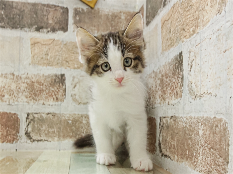 滋賀県のノルウェージャンフォレストキャット (ワンラブピエリ守山店/2025年11月9日生まれ/男の子/ブラウンタビーホワイト)の子猫の3枚目の画像