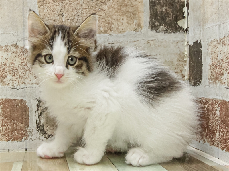 滋賀県のノルウェージャンフォレストキャット (ワンラブピエリ守山店/2025年11月9日生まれ/男の子/ブラウンタビーホワイト)の子猫の2枚目の画像