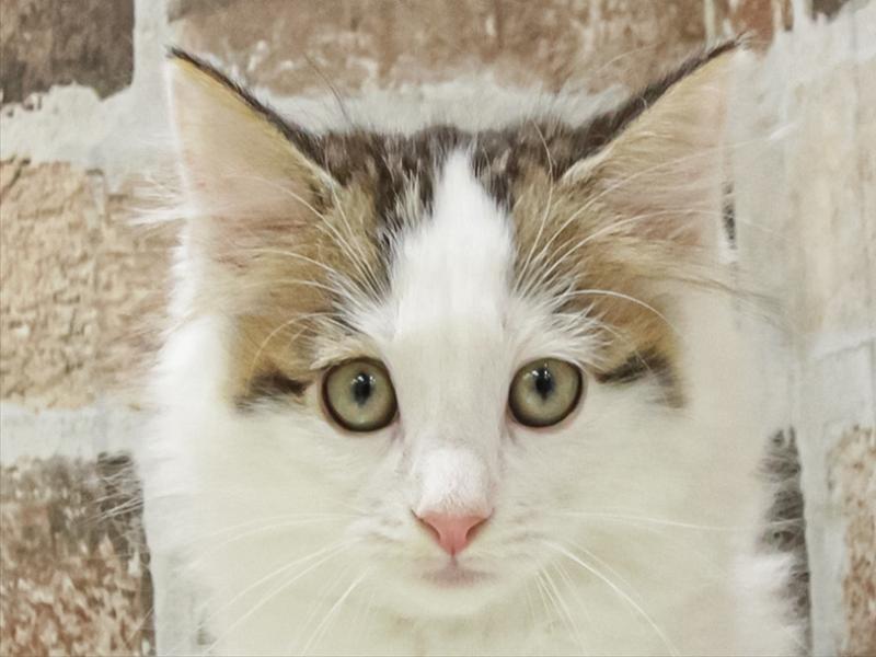 愛知県のノルウェージャンフォレストキャット (ワンラブ名古屋守山インター総本店/2025年11月9日生まれ/女の子/ブラウンタビーホワイト)の子猫の1枚目の画像