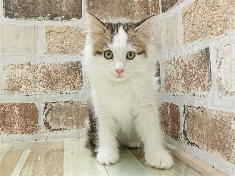 愛知県のノルウェージャンフォレストキャット (ワンラブ名古屋守山インター総本店/2025年11月9日生まれ/女の子/ブラウンタビーホワイト)の子猫の3枚目の画像