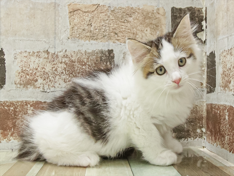 愛知県のノルウェージャンフォレストキャット (ワンラブ名古屋守山インター総本店/2025年11月9日生まれ/女の子/ブラウンタビーホワイト)の子猫の2枚目の画像