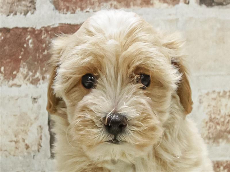 愛知県のマルプー(マルチーズ×プードル) (ワンラブ名古屋守山インター総本店/2025年11月9日生まれ/男の子/アプリコット)の子犬の1枚目の画像