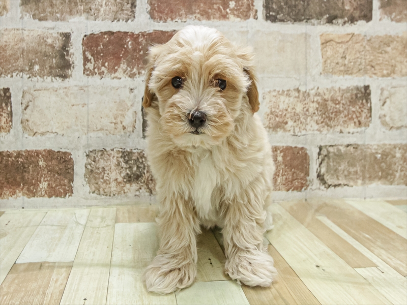 愛知県のマルプー(マルチーズ×プードル) (ワンラブ名古屋守山インター総本店/2025年11月9日生まれ/男の子/アプリコット)の子犬の3枚目の画像